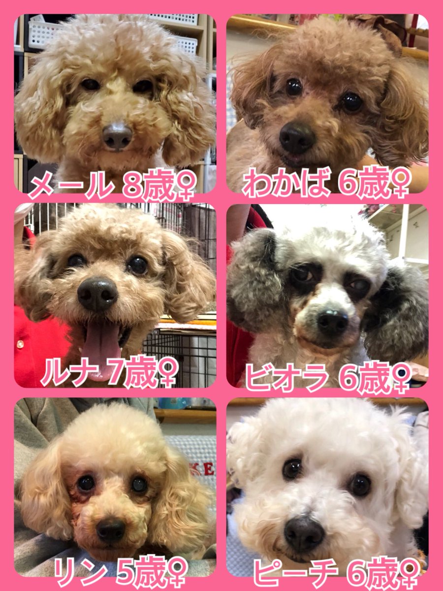 🐾今日の里親様募集中ワンコ🐶メンバーです🐾2020,4,4